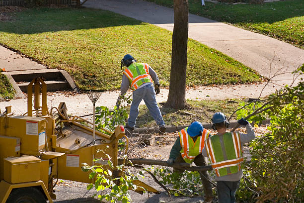 The Steps Involved in Our Tree Care Process in Fairfax, SC